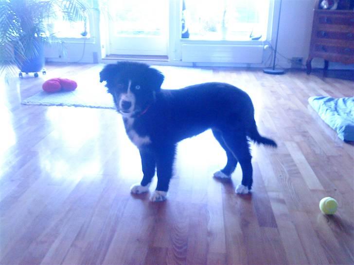 Blanding af racer Emma billede 4