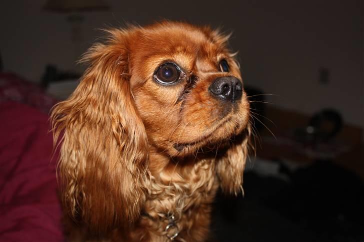 Cavalier king charles spaniel Grand Marica Sweet Q Alfa billede 12