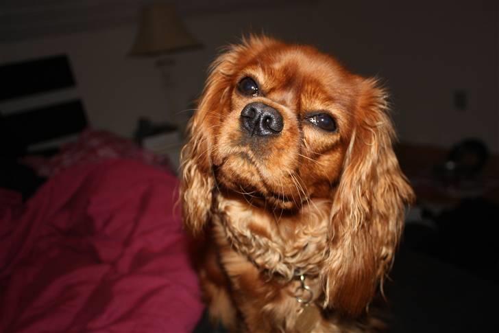 Cavalier king charles spaniel Grand Marica Sweet Q Alfa - Juleaften.. billede 13