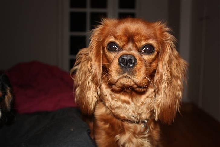 Cavalier king charles spaniel Grand Marica Sweet Q Alfa billede 14
