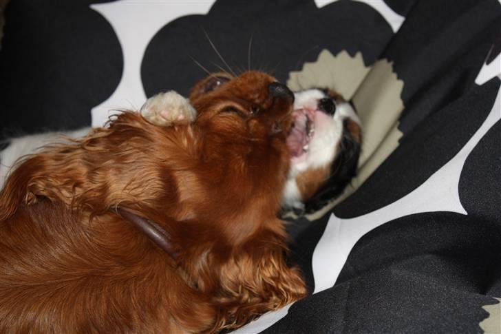 Cavalier king charles spaniel Grand Marica Sweet Q Alfa billede 15