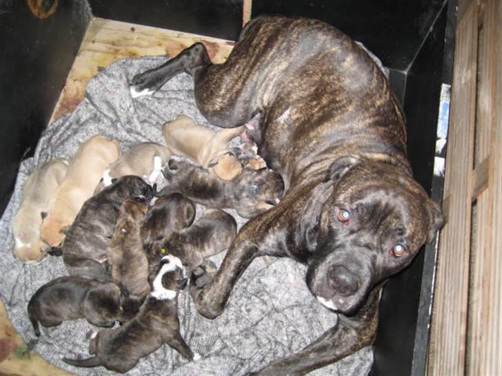 Blanding af racer Mallie  billede 1