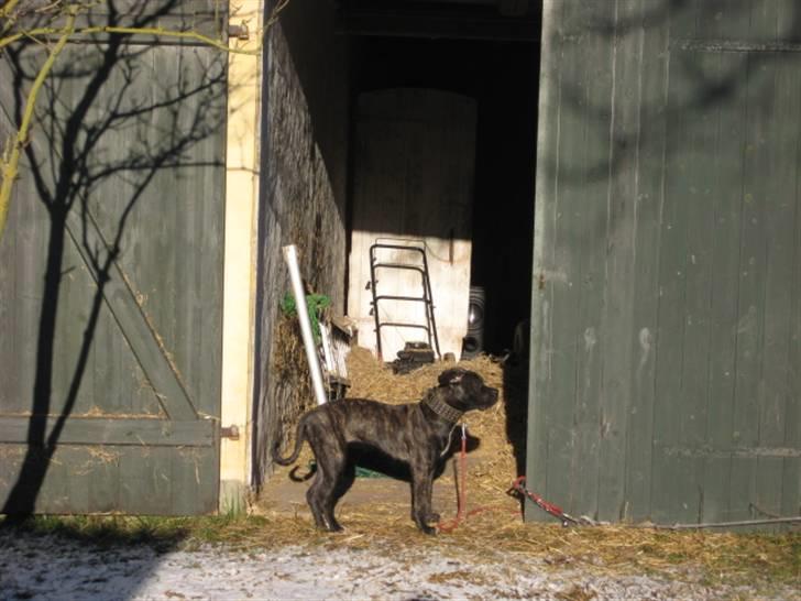 Blanding af racer Mallie  billede 2