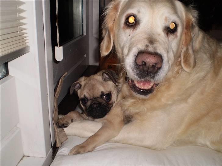 Mops Møffe billede 2