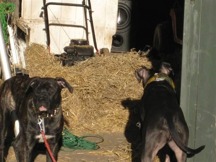 Blanding af racer Mallie  billede 3