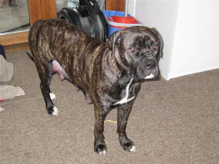 Blanding af racer Mallie  billede 4