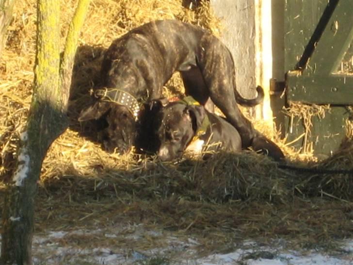 Blanding af racer Mallie  billede 5