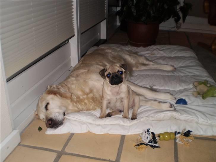 Mops Møffe billede 3