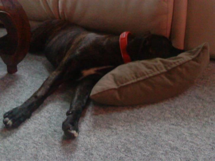 Blanding af racer Mallie  billede 6