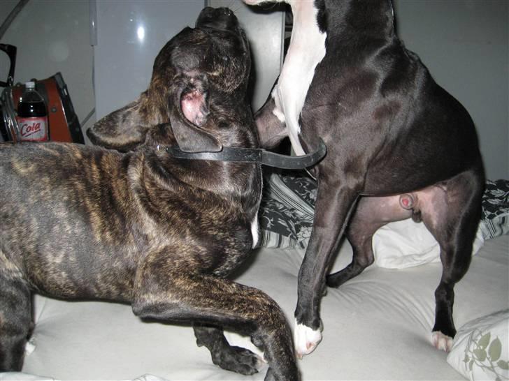 Blanding af racer Mallie  billede 7