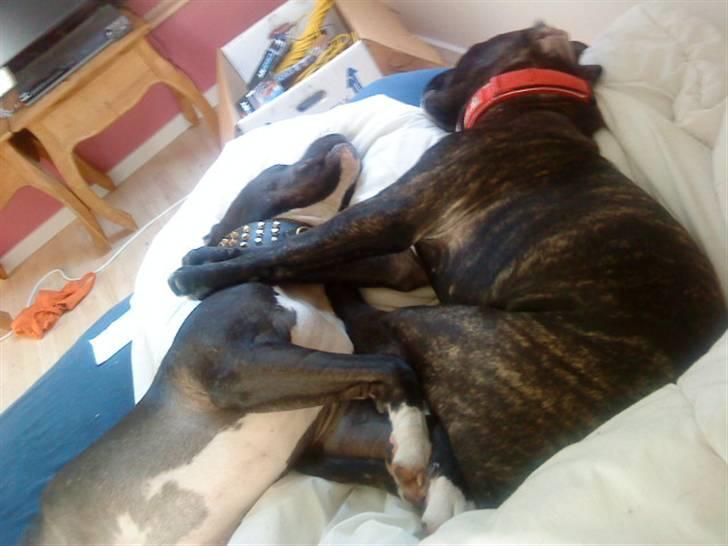 Blanding af racer Mallie  billede 8