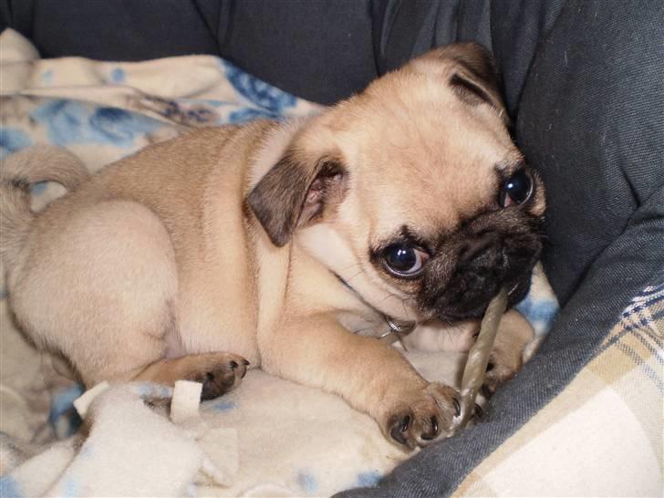 Mops Møffe billede 4