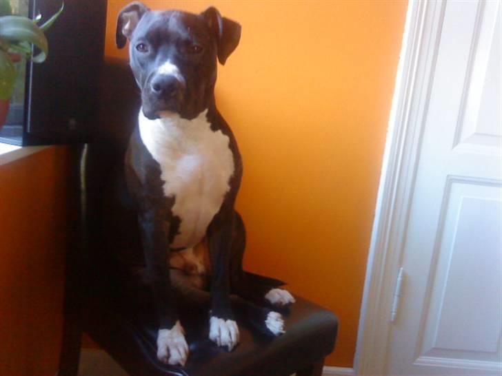 Amerikansk staffordshire terrier Zeus R.I.P 05-08-09 billede 10