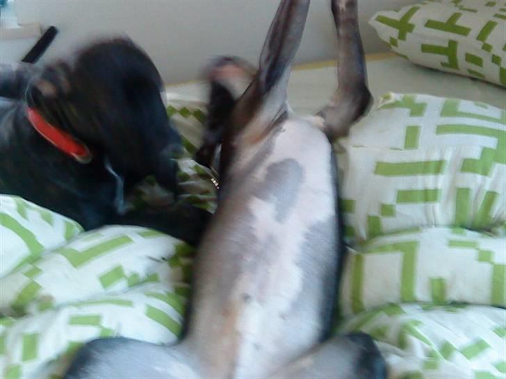 Amerikansk staffordshire terrier Zeus R.I.P 05-08-09 billede 11