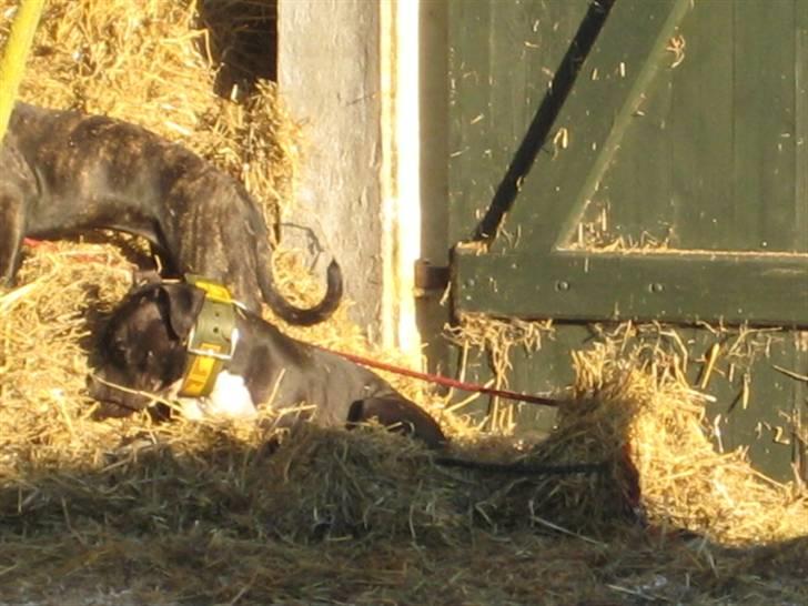 Amerikansk staffordshire terrier Zeus R.I.P 05-08-09 billede 12