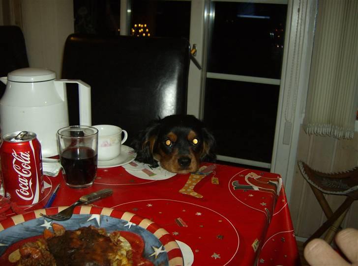 Cavalier king charles spaniel AAdalen´s Hugo - Hvor er mit mad? billede 1