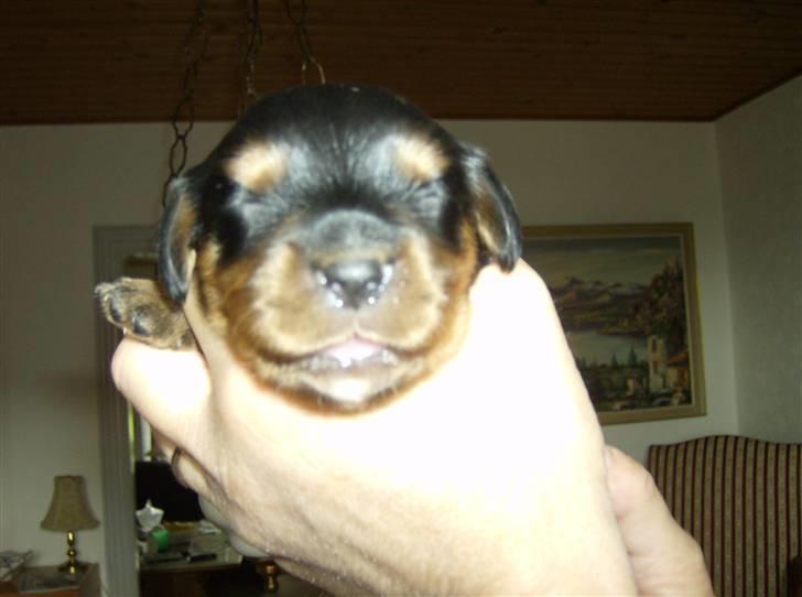Cavalier king charles spaniel AAdalen´s Hugo - Kun 5 dag, men jeg er rigtig køn billede 2