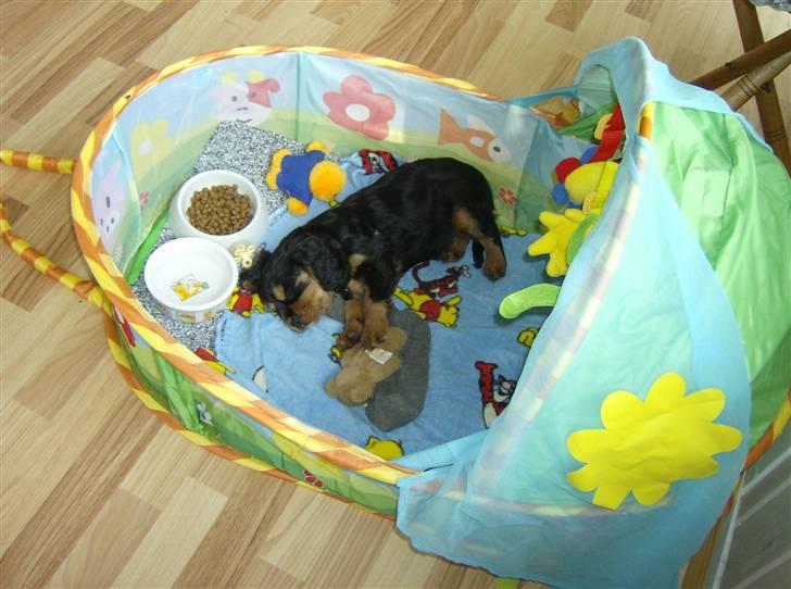 Cavalier king charles spaniel AAdalen´s Hugo - Lige flytte hjem til min mor og far, dejlig at få sin egen seng . Der kan både være vand og mad. billede 3