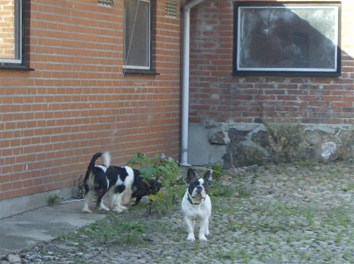Cavalier king charles spaniel AAdalen´s Hugo - Jeg er der, er med Emil og Otto ude i gården. billede 4