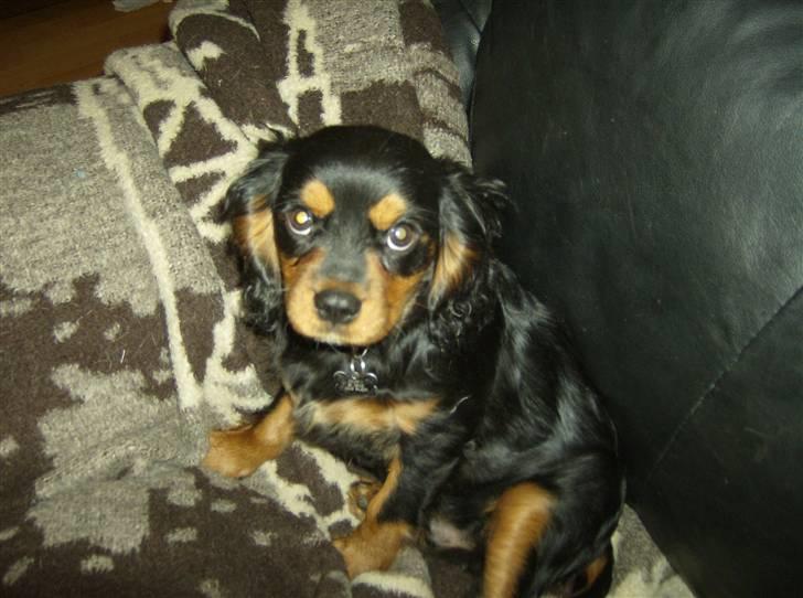 Cavalier king charles spaniel AAdalen´s Hugo - Er bare så dejlig billede 5