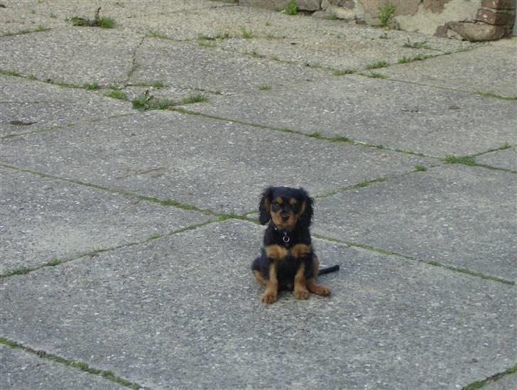 Cavalier king charles spaniel AAdalen´s Hugo - Hvor er alle? billede 6