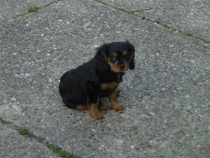 Cavalier king charles spaniel AAdalen´s Hugo - Hvor lang tid skal jeg vente på at I kommer og leger. billede 7