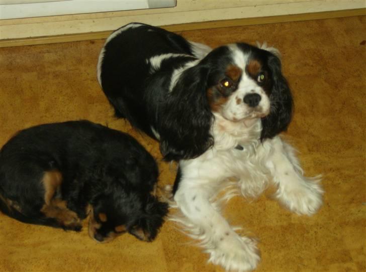 Cavalier king charles spaniel AAdalen´s Hugo - Hviler sammen med Emil billede 8