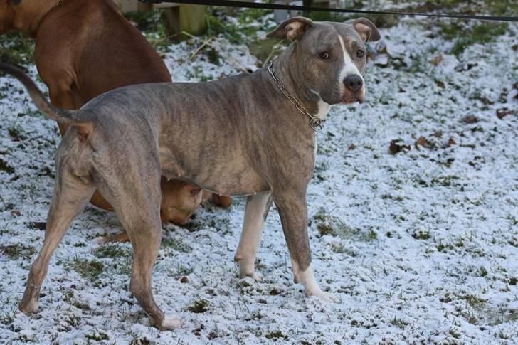 Amerikansk staffordshire terrier Lotus  - snevejr er skønt! billede 13
