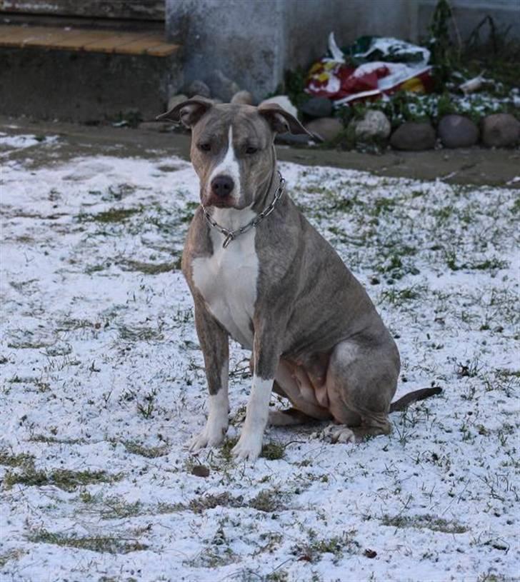 Amerikansk staffordshire terrier Lotus  - lidt koldt for rumpetten! billede 14