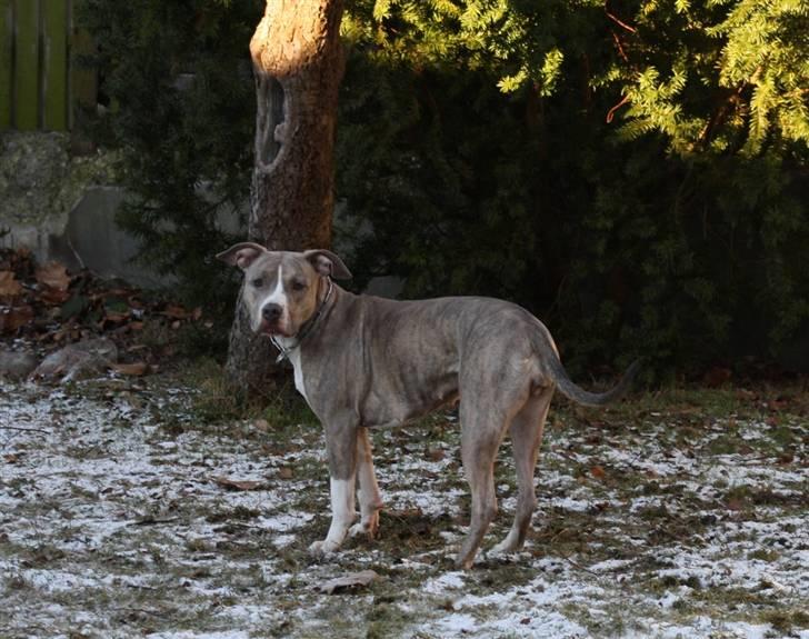 Amerikansk staffordshire terrier Lotus  - snemonsteret lotus billede 15