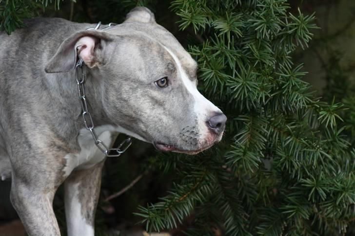 Amerikansk staffordshire terrier Lotus  - gemmer mig lige for Kiki :o) billede 16