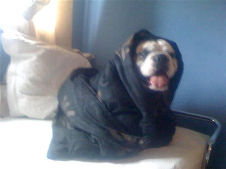 Engelsk bulldog Mojo  * R.I.P. * :´(  billede 13