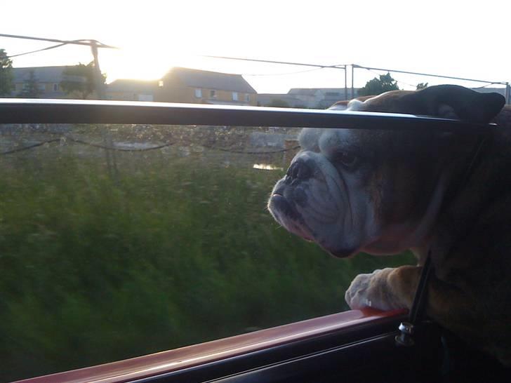 Engelsk bulldog Mojo  * R.I.P. * :´(  billede 14
