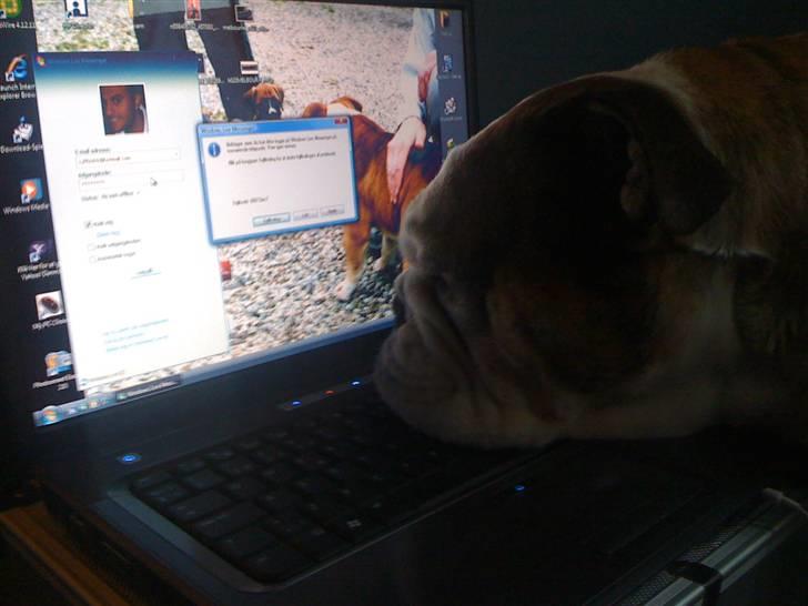 Engelsk bulldog Mojo  * R.I.P. * :´(  billede 15