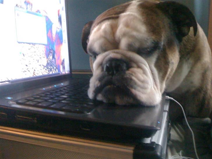 Engelsk bulldog Mojo  * R.I.P. * :´(  billede 16