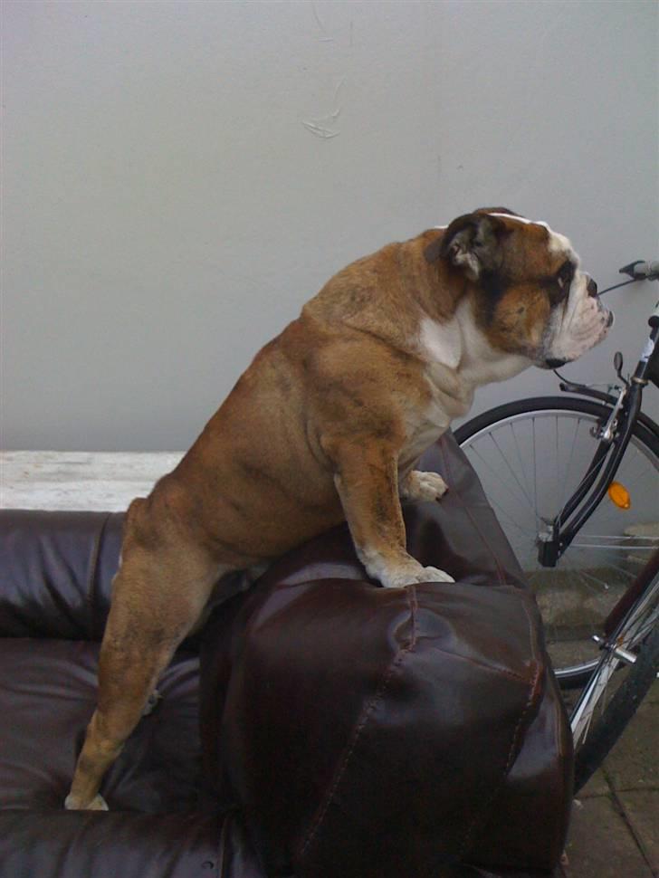 Engelsk bulldog Mojo  * R.I.P. * :´(  billede 17