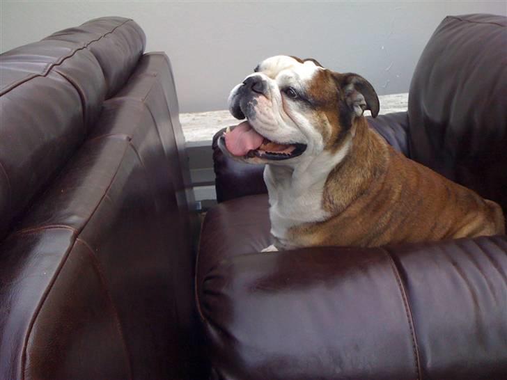 Engelsk bulldog Mojo  * R.I.P. * :´(  billede 18