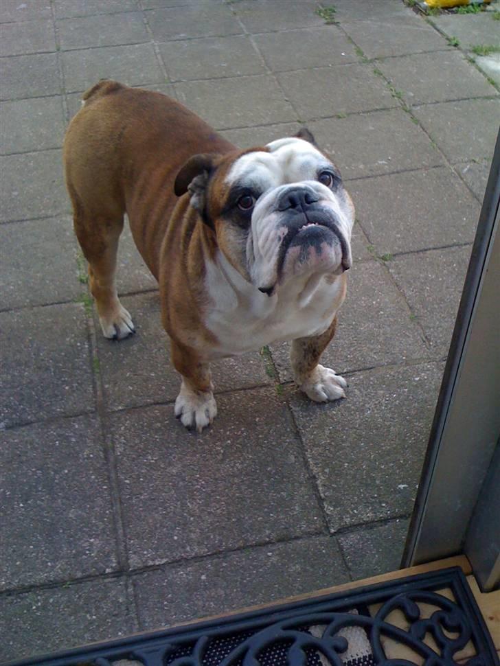 Engelsk bulldog Mojo  * R.I.P. * :´(  billede 19