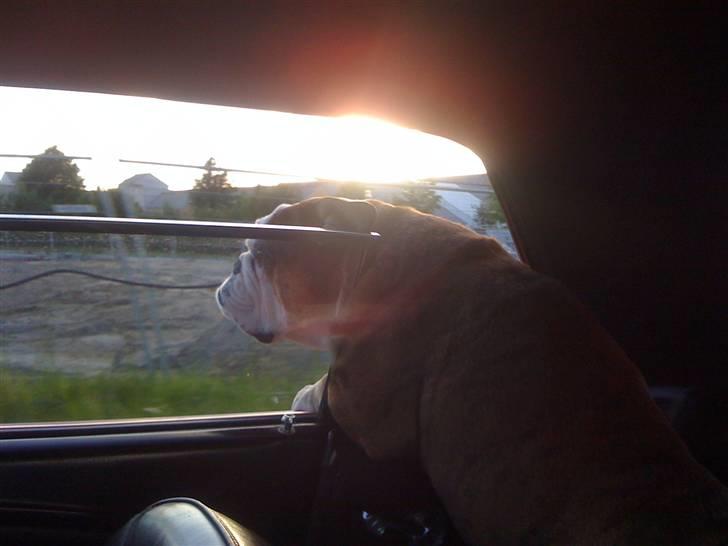 Engelsk bulldog Mojo  * R.I.P. * :´(  billede 20