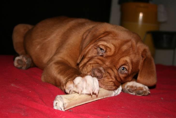 Dogue de bordeaux Zokana's Cazzzius billede 8