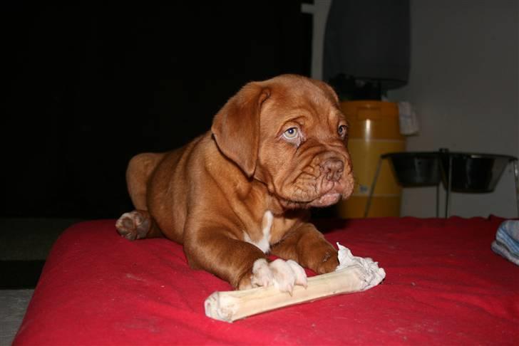 Dogue de bordeaux Zokana's Cazzzius billede 9