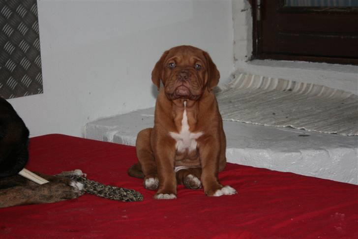 Dogue de bordeaux Zokana's Cazzzius billede 10