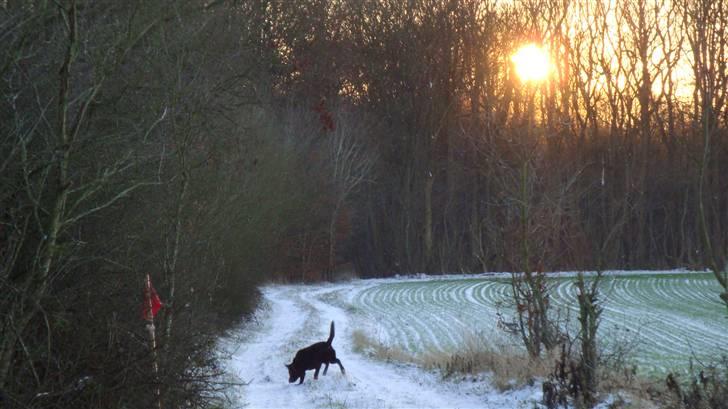 Labrador retriever Tyson - kom nu mor  billede 8