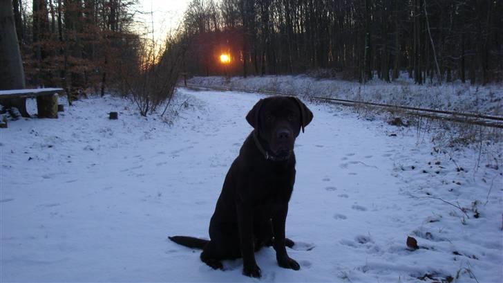 Labrador retriever Tyson - jeg elsker bare gå ture i skoven billede 9