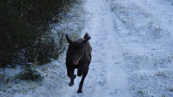 Labrador retriever Tyson - ja ja kommer nu, og kommer næsten altid. billede 10