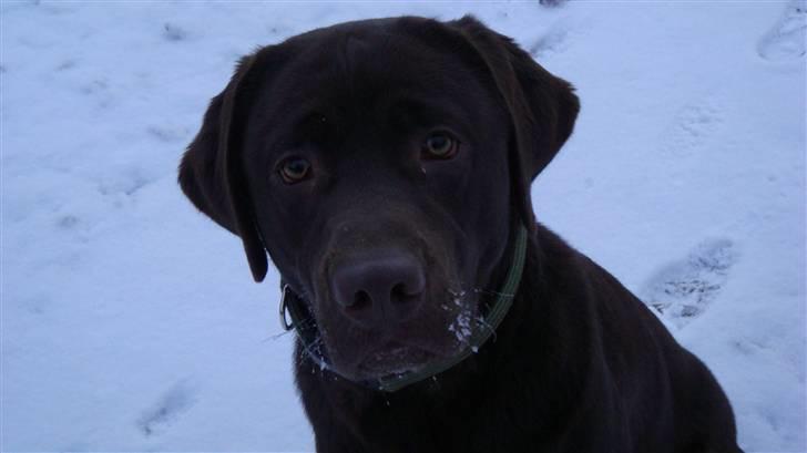 Labrador retriever Tyson - ja men skal jo havde lov til søge efter spor selv om det er sne, men det er godt nok koldt billede 11