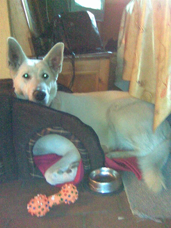 Hvid schæfer Jasmin - Jeg kan sagtens være der billede 9