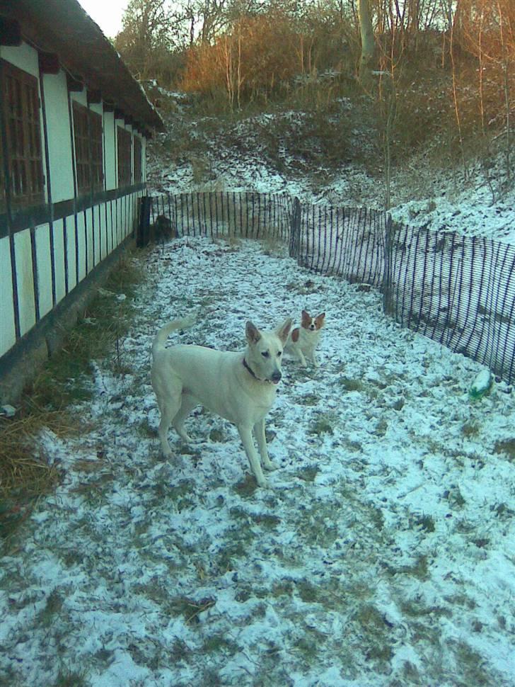 Hvid schæfer Jasmin - Ude og lege i sneen med maddie billede 10
