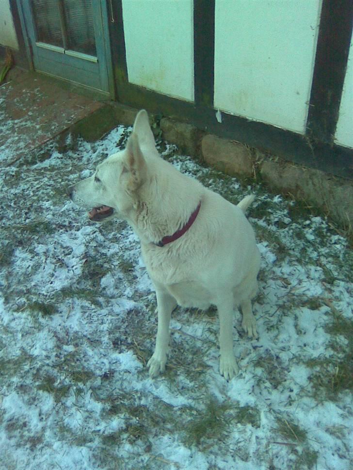 Hvid schæfer Jasmin billede 11