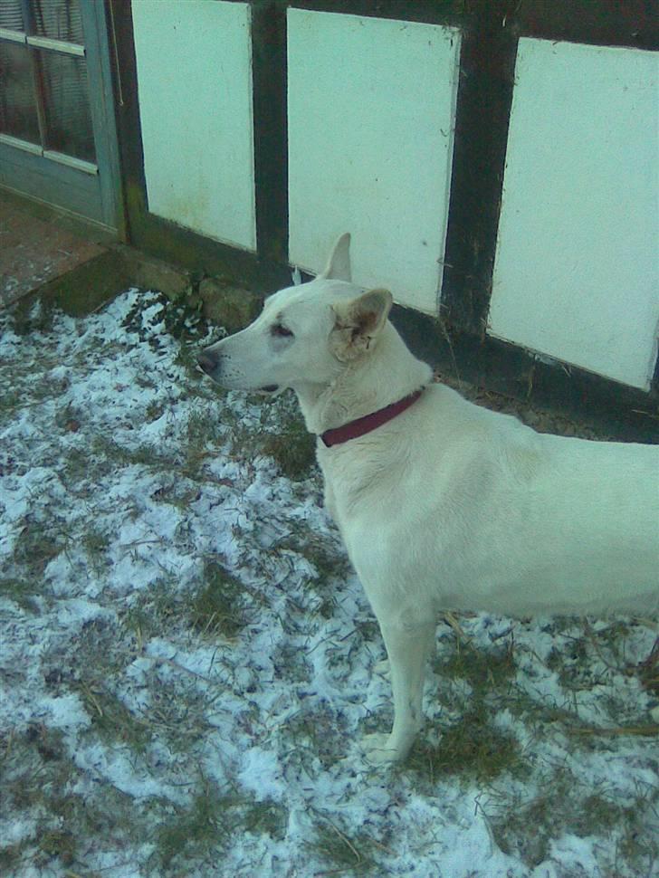 Hvid schæfer Jasmin billede 12